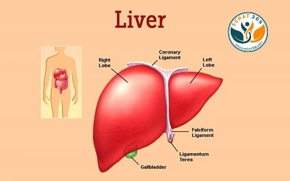Delhi State Cancer Institute Observes Global Fatty Liver Day with Focus on Preventing Liver Cance